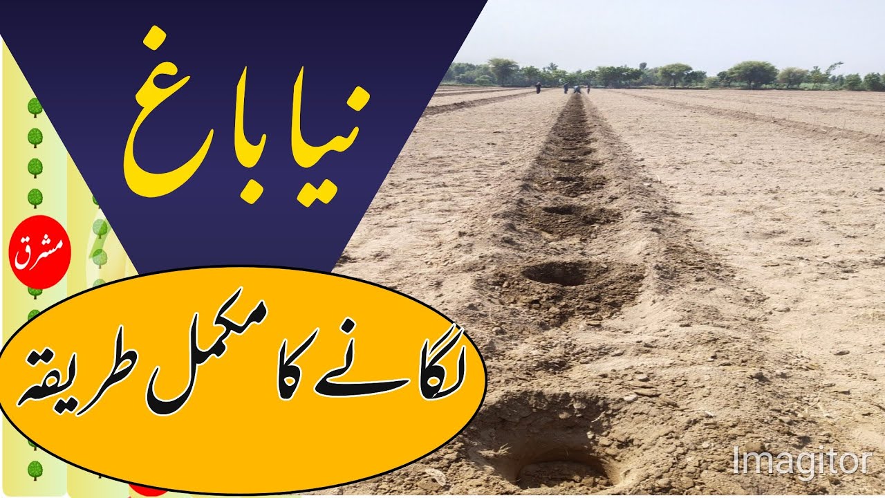 How to Plant a New Mango Orchard | Step by Step Plantation Guide 🥭 | Asif Hayat Tipu