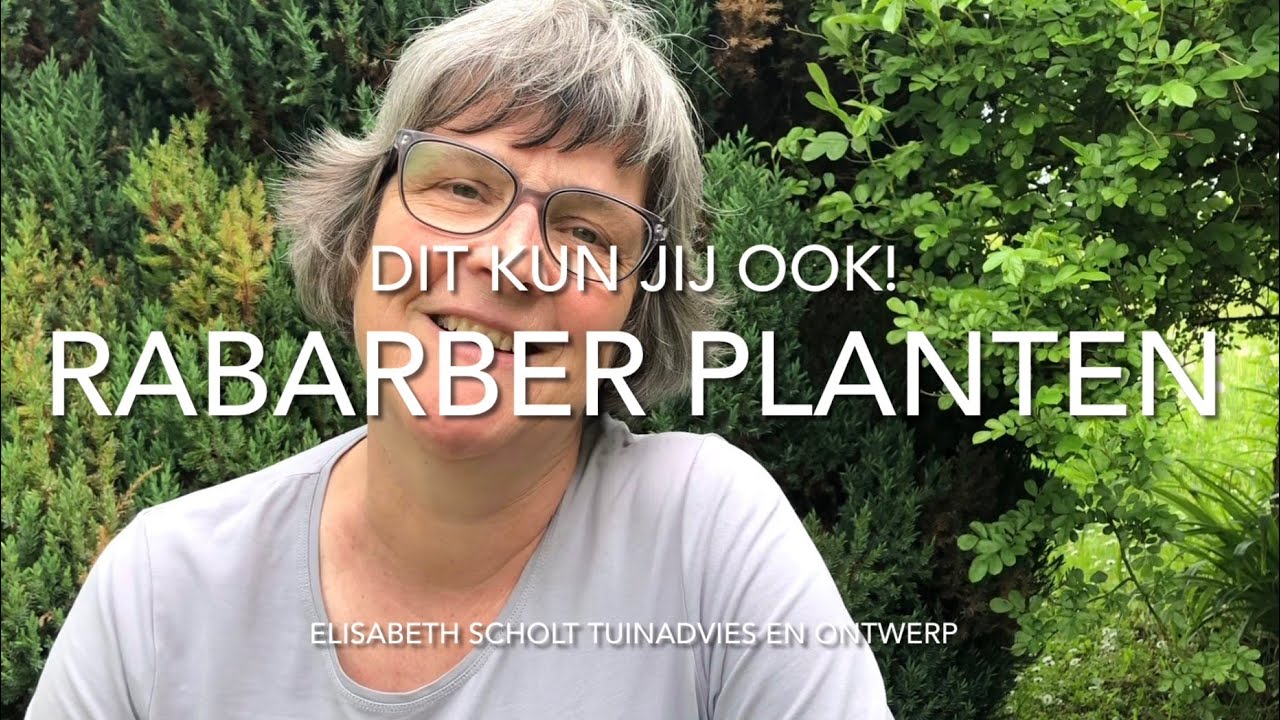 DIT KUN JIJ OOK! RABARBER PLANTEN!
