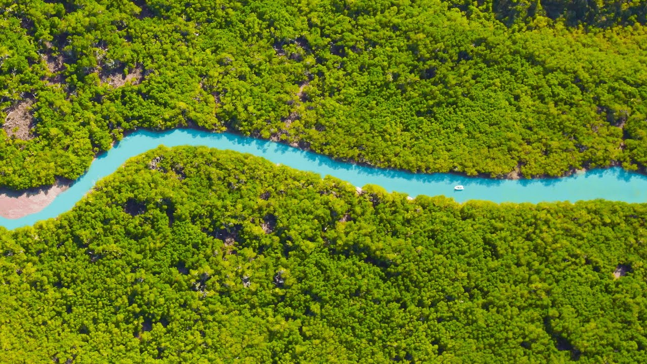 BIG Fish Hide In This Skinny Mangrove Creek.