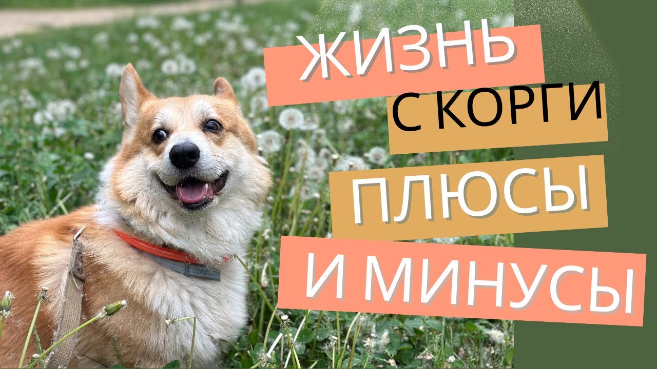 КОРГИ - совсем неидеальная порода! ВЫБОР ЗАВОДЧИКОВ и ПЛЮСЫ И МИНУСЫ ПОРОДЫ