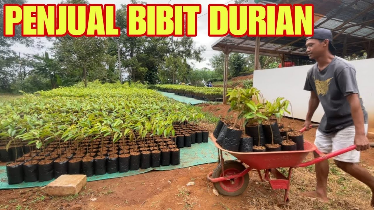 NGGAK CUMA JUALAN AJA‼️PERAWATAN JUGA PENTING