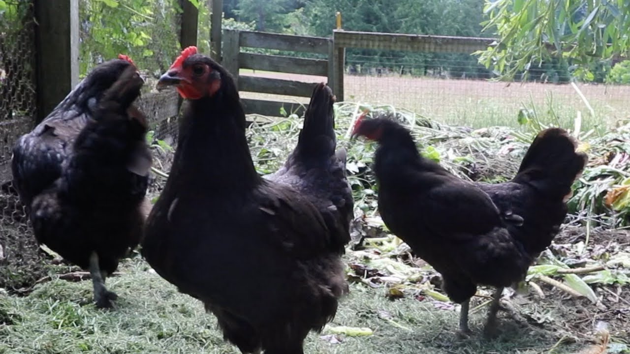 Back To Eden Gardening:  Pauls Chicken Run Will Blow Your Mind [Build Soil HEALTH FAST]