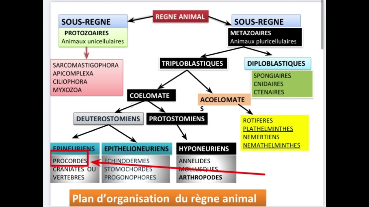 Zoologie L2 Snv : procordés