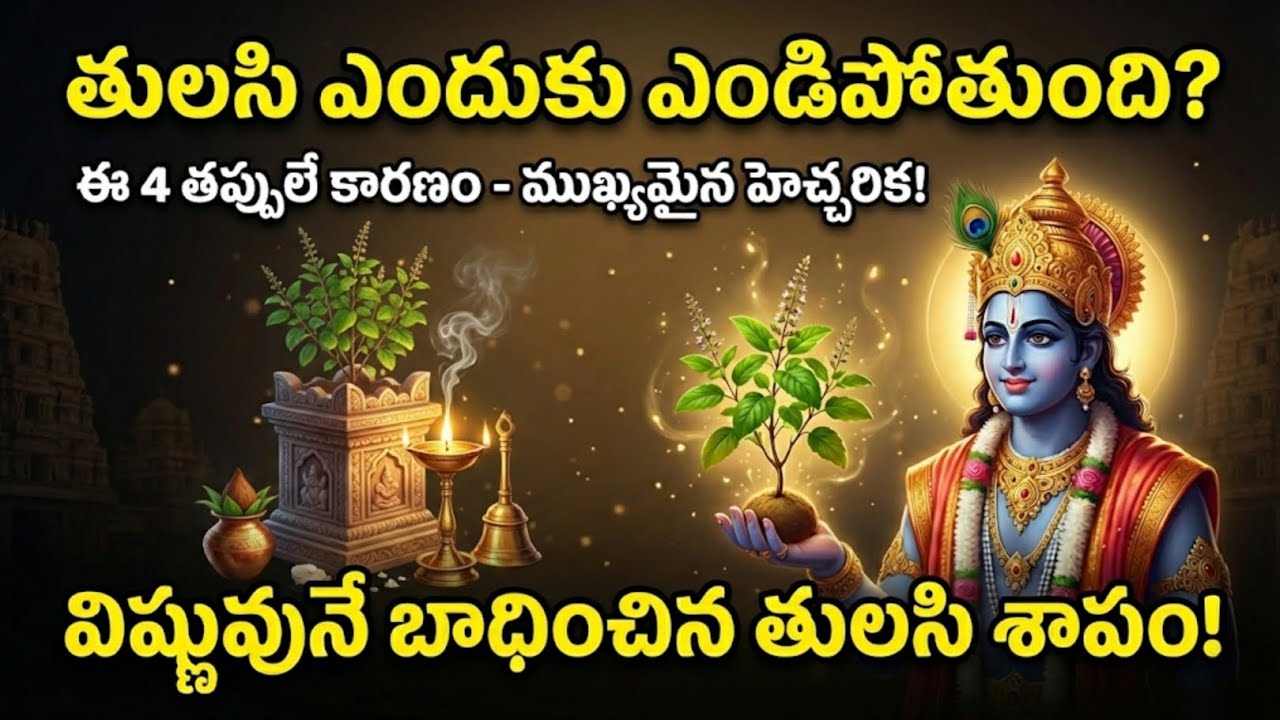 తులసి మొక్క ఎందుకు ఎండిపోతుంది? ఈ 4 ముఖ్యమైన కారణాలు మరియు ఆధ్యాత్మిక జీవన పాఠాలు
