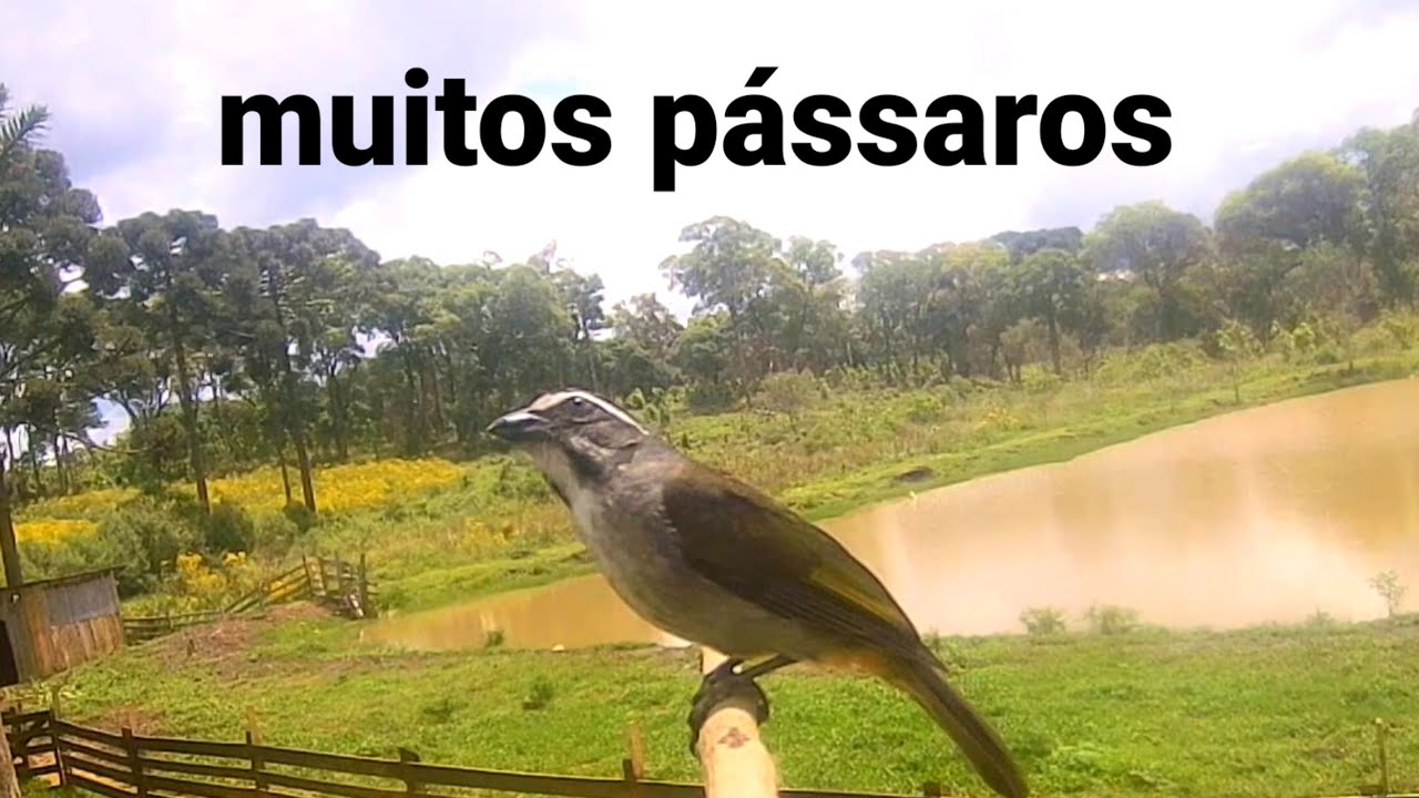muitos pássaros no poleiro