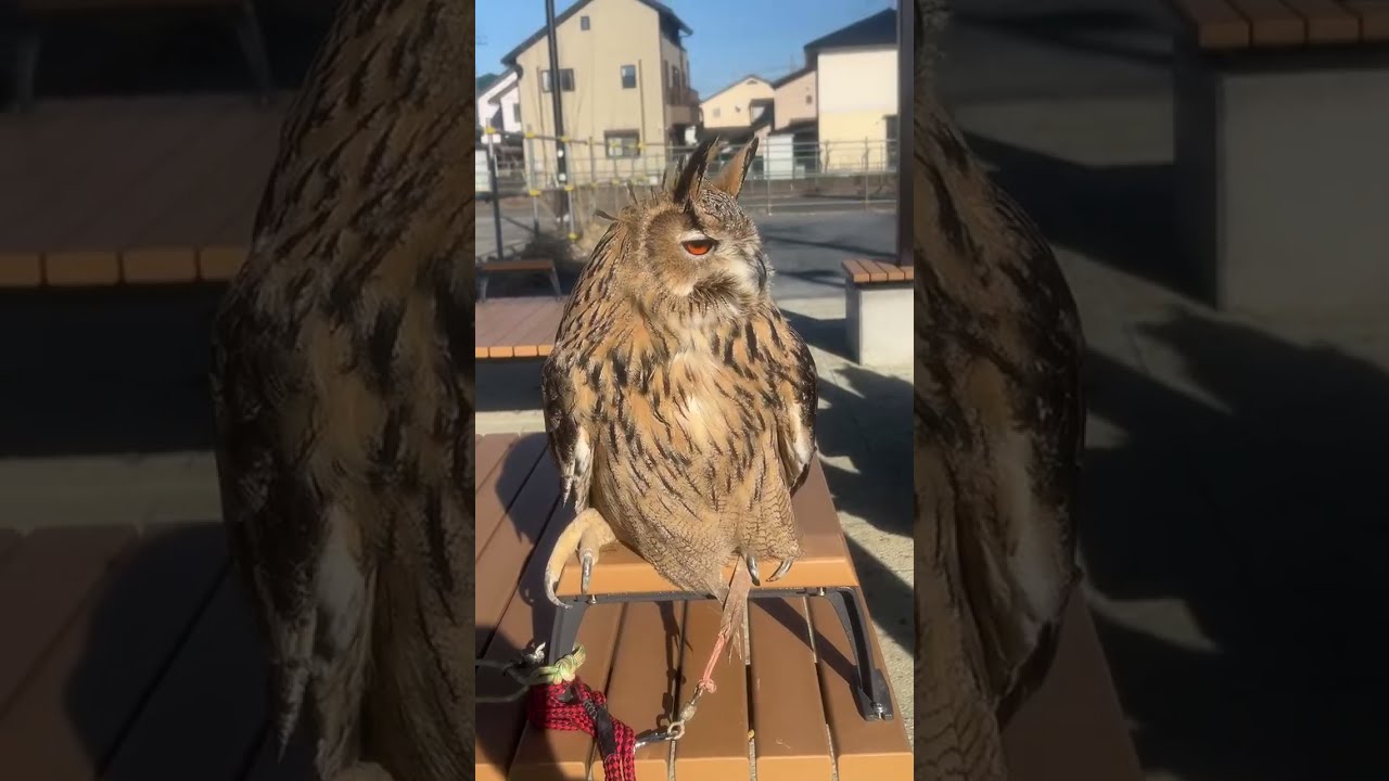 【リアルコラボ配信】ふくろう茶房チャンネルと津田屋さまとの配信