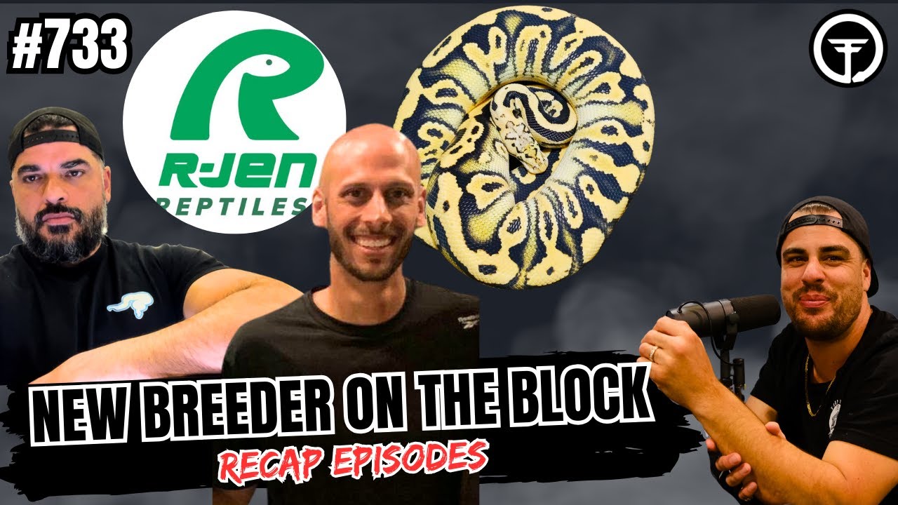 Identifying The Strengths & Weaknesses Of Any Ball Python Project | NBB The Recap Episodes (Live)