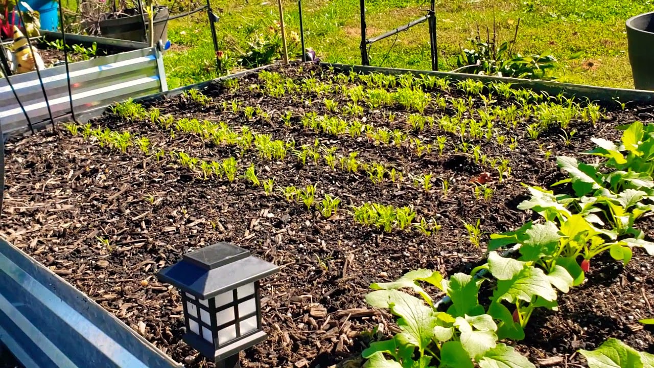 SHEDWARS: KEEP GROWING FOOD / END OF OCTOBER GARDEN TOUR
