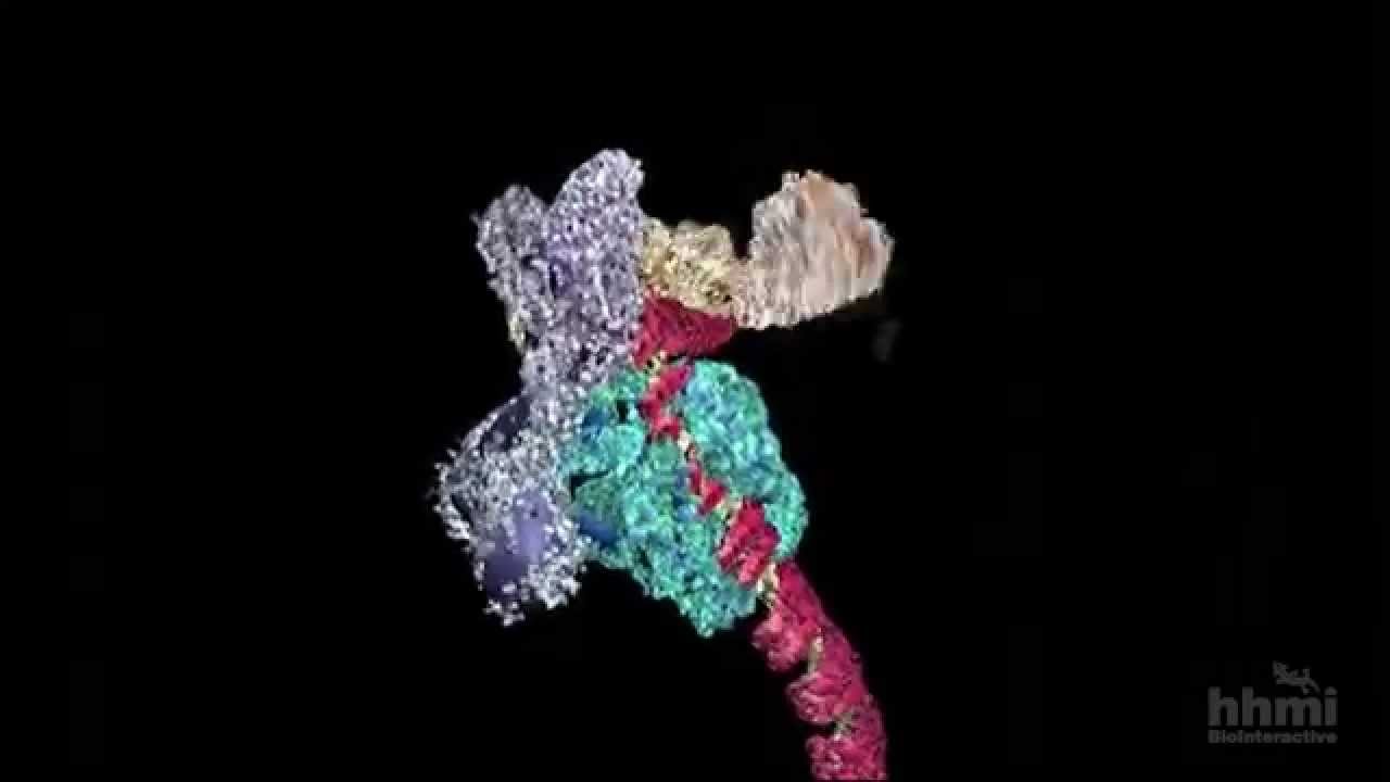 DNA Transcription (Advanced Detail) | HHMI BioInteractive Video