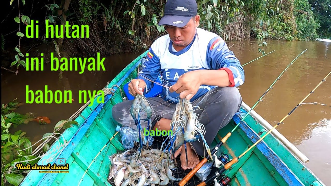 mancing udang galah di hutan kalimantan banyak babon nya di spot ini hasilnya panen udang galah