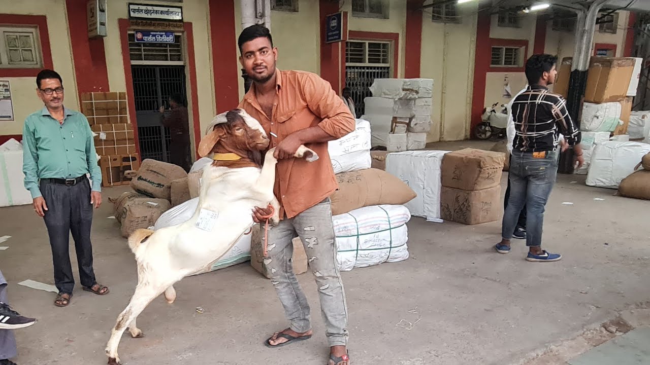 Boer Goat Transportion Train| बकरो को कैसे करते है| ट्रैन से लोड देखे | Goat Transportion in India