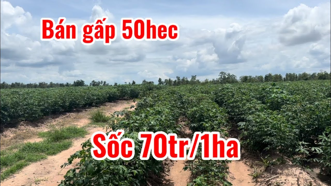 Bán gấp 50ha giá cực Rẻ 70tr/ha