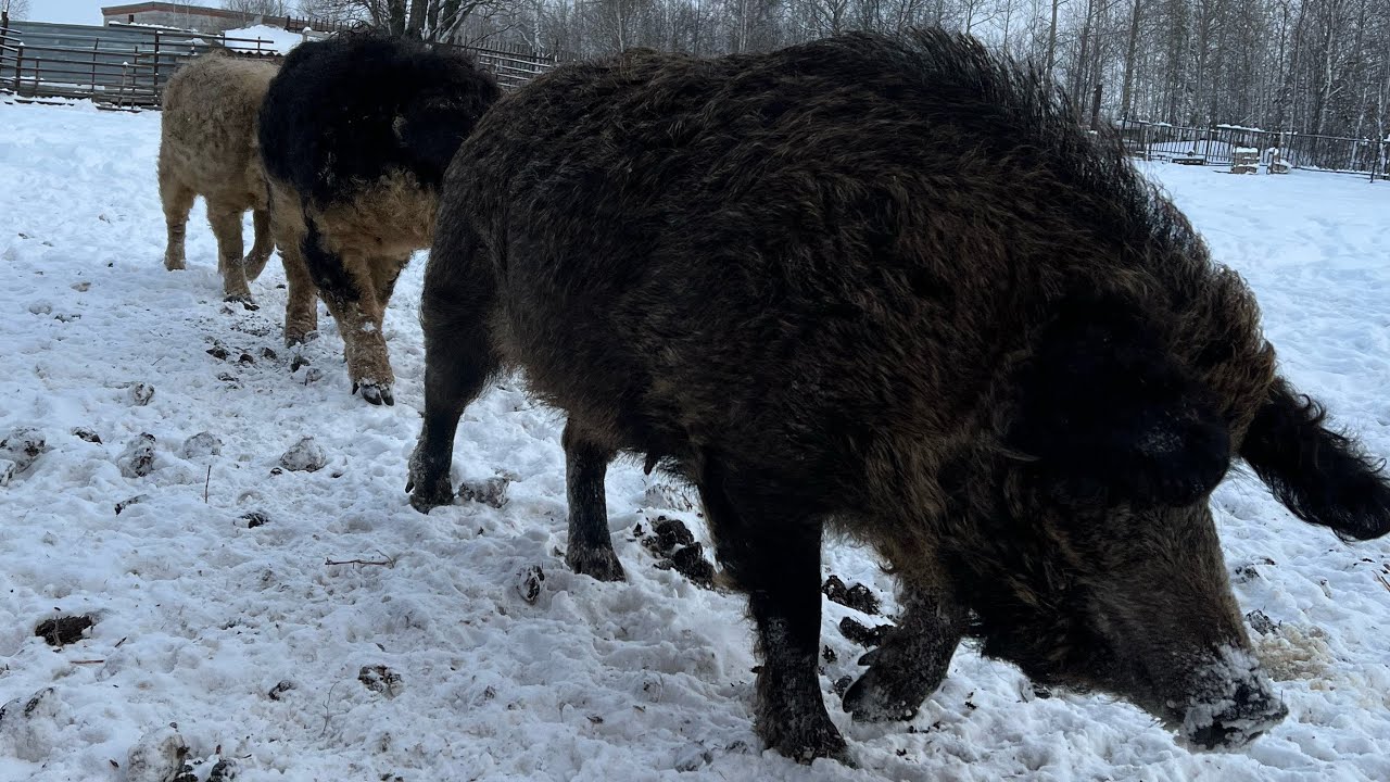 Содержание венгерской Мангалица на Урале
