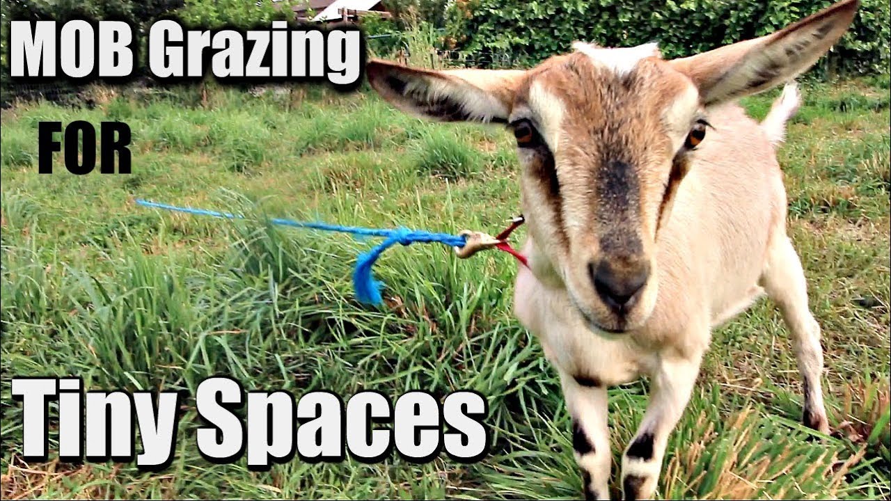 How to Make Your Own Grazing Tie-Outs For Mob Grazing On Tiny Acreage