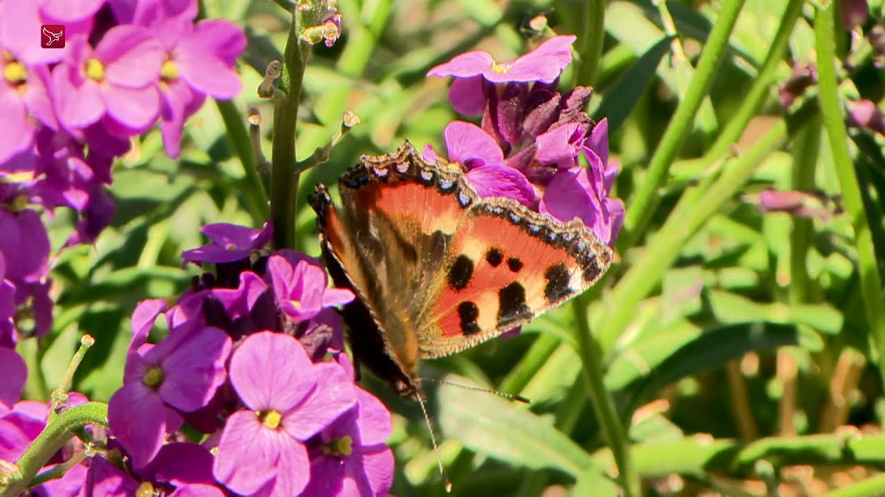 Vlindertuin Emmeloord verzorgt rondleidingen