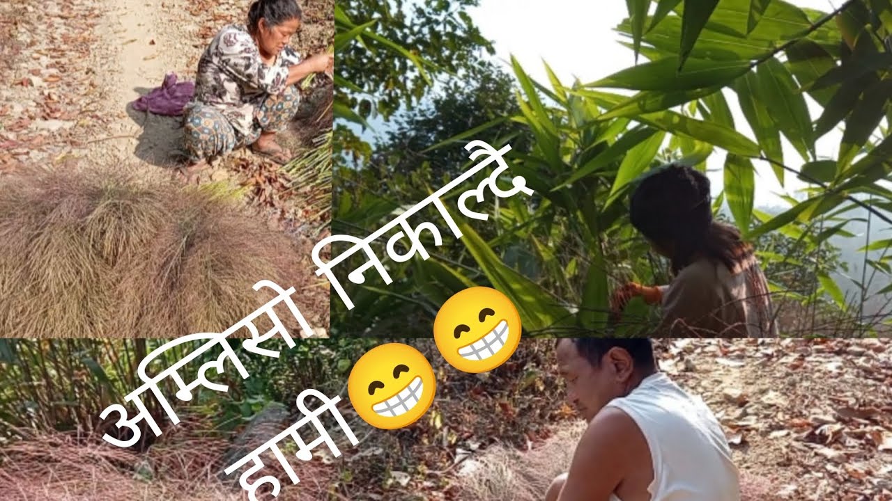 आमा र बाबा संग अम्लिसो निकाल्दै😁😁