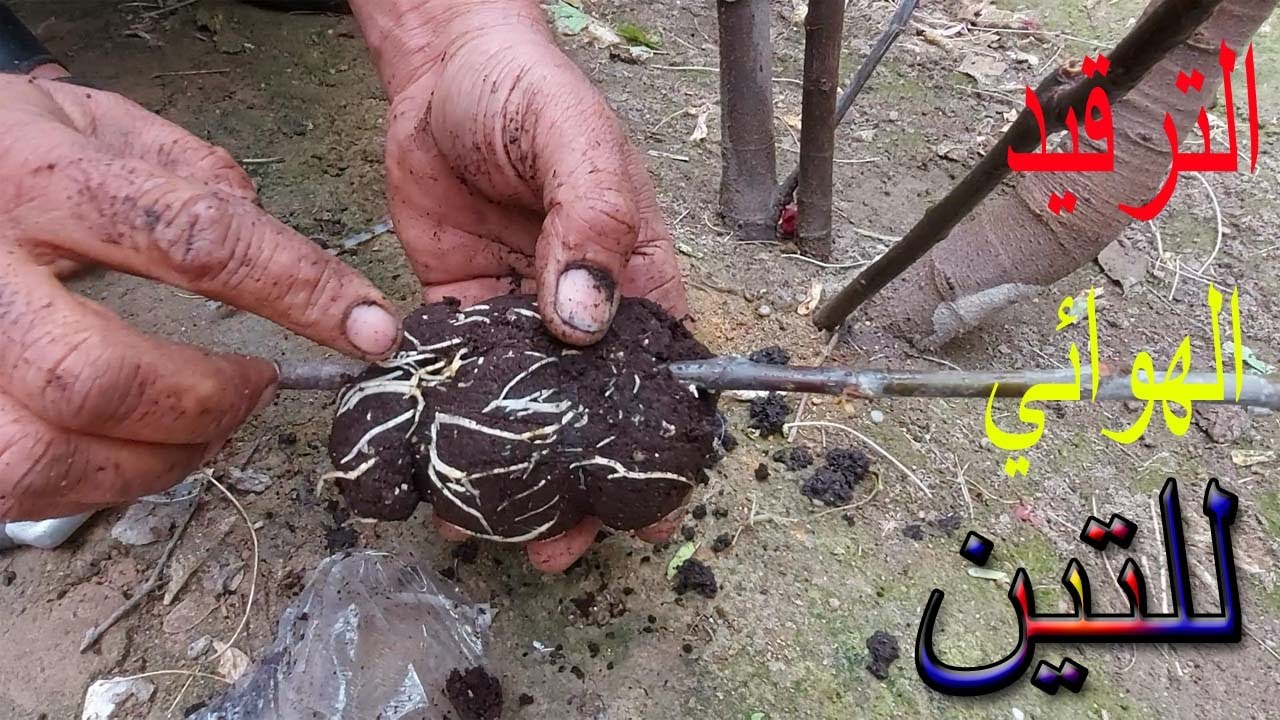 الترقيد الهوائي للتين بابسط طريقة