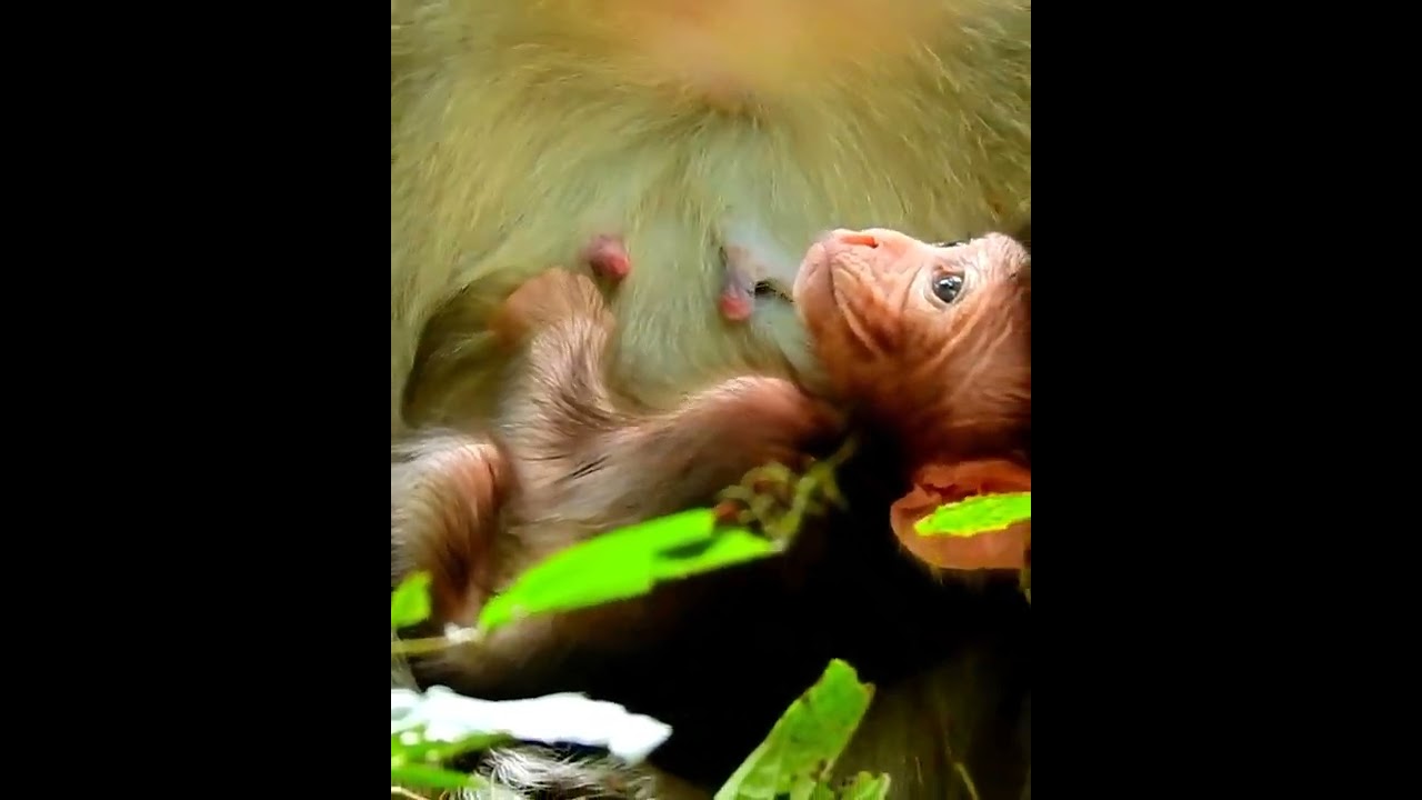Amazing cute baby monkey 2023