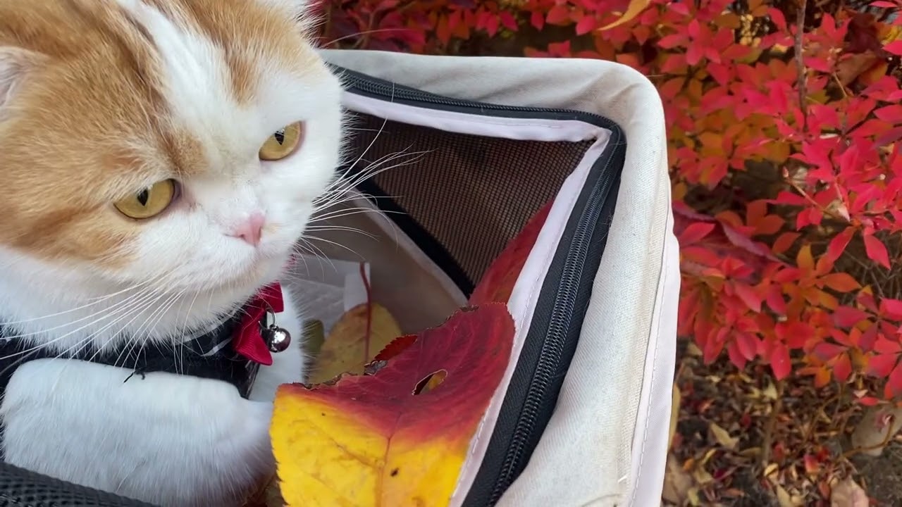スコティッシュねこのマリオ🐱より❤️12月の散歩を､楽しみましょう♪