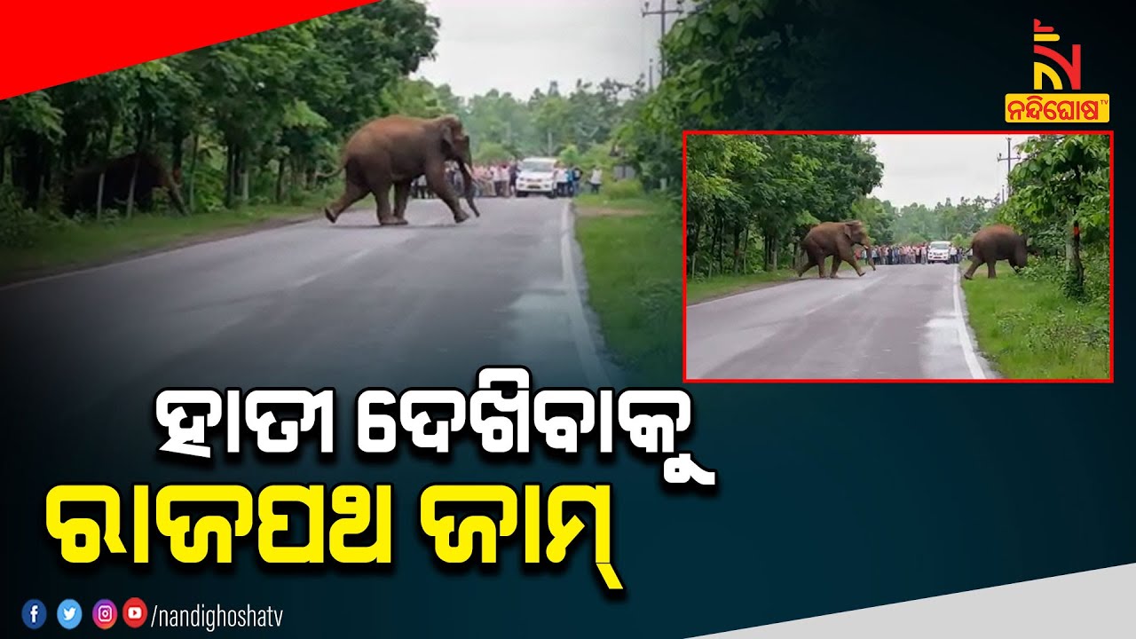 Elephant Herd Crosses Road Near Angul Chendipada NH 63 | Nandighosha TV