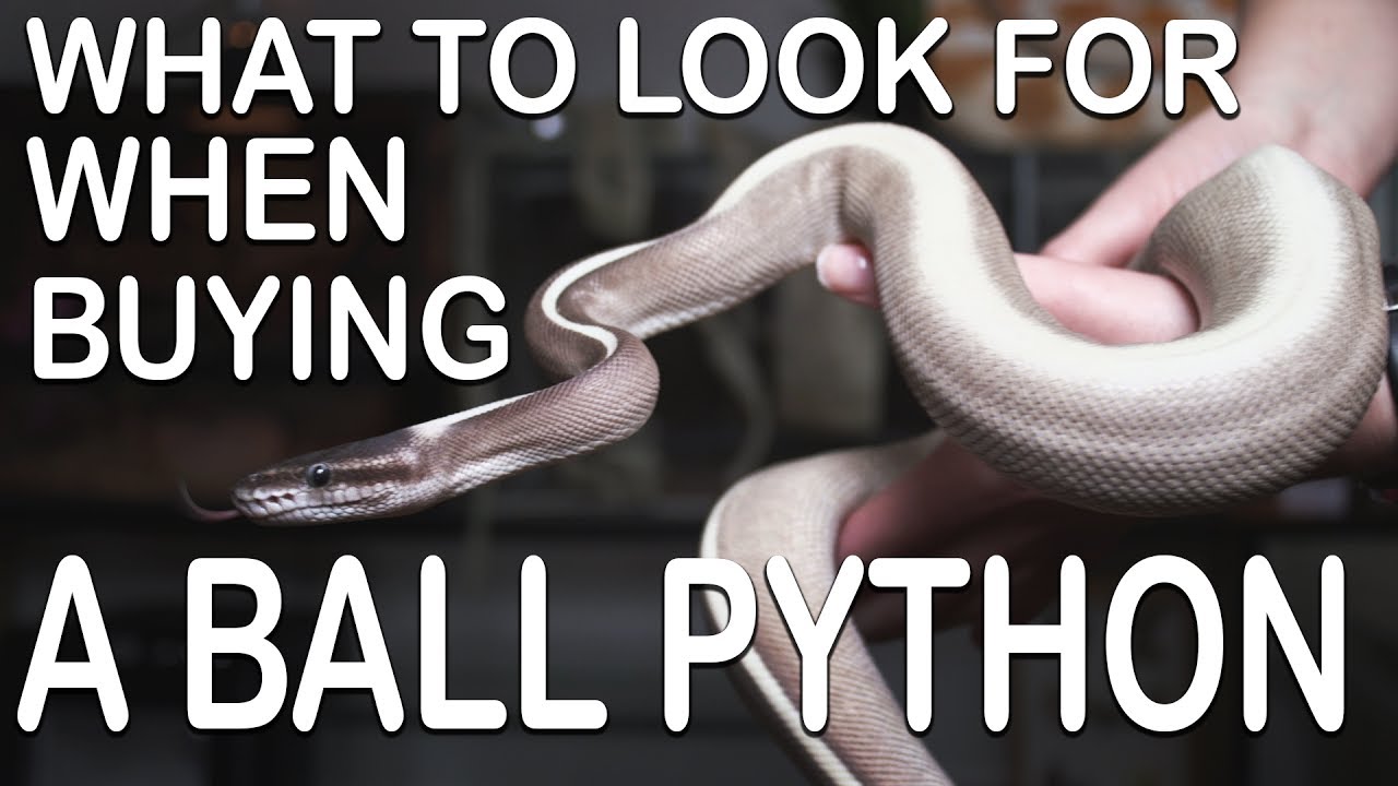 WHAT TO LOOK FOR WHEN BUYING A BALL PYTHON (And where to look)