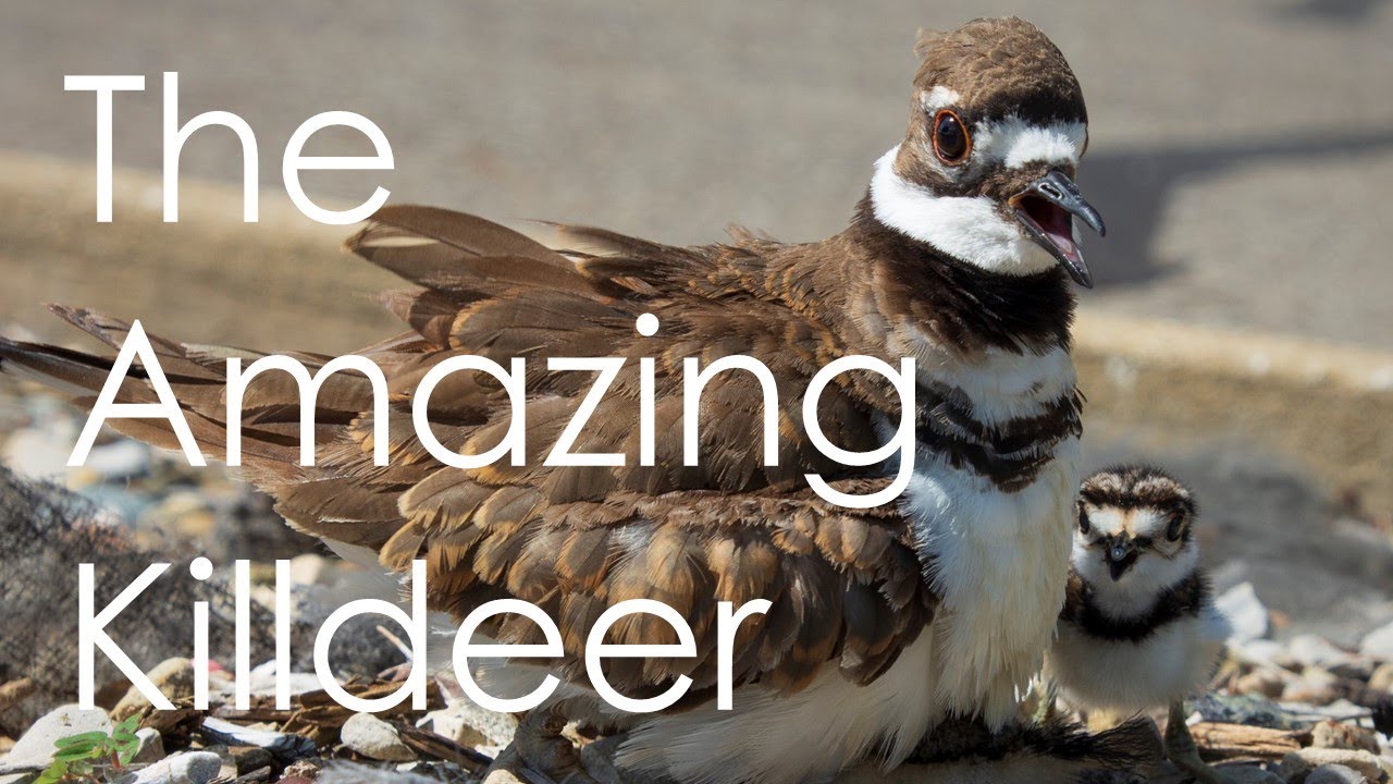 Amazing Killdeer; Dedicated Parents and Masters of Deception