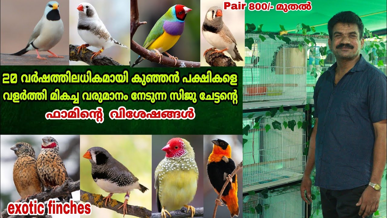 എറണാകുളത്ത് വ്യത്യസ്തമായ ഫിഞ്ചസ് കളക്ഷനുള്ള സിജു ചേട്ടന്റെ ഫാം || Exotic Finches || Farm Stories