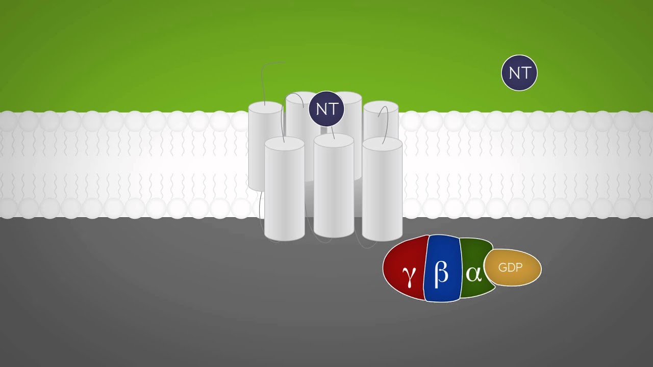 Neuroscience - Intracellular Signaling