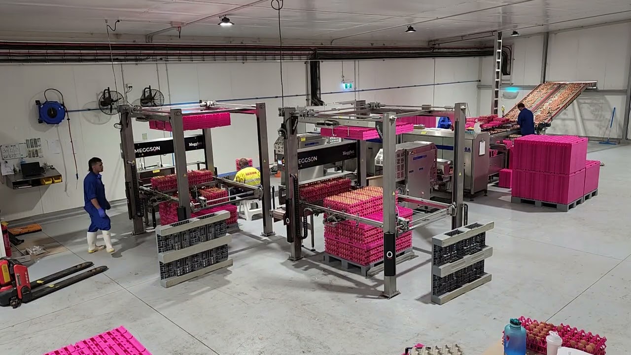 Meggbot TP100 and Moba Mopack 100 Farmpacker in action - egg processing and palletising.