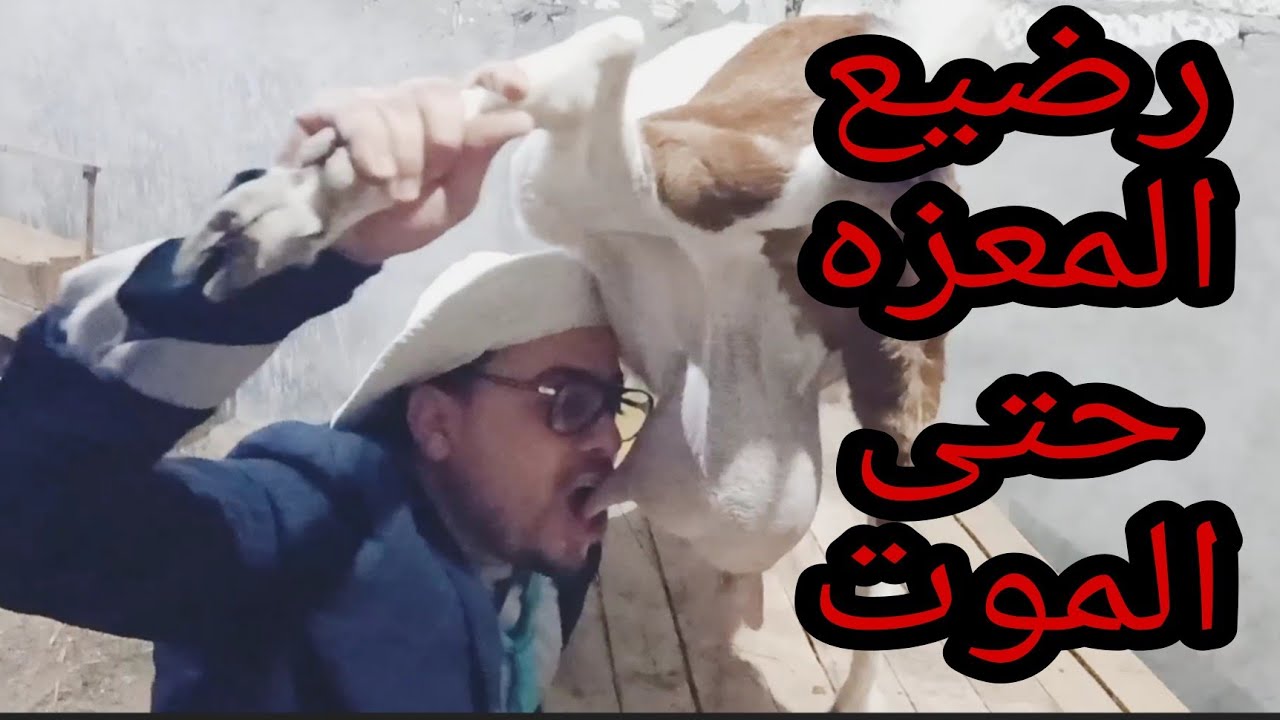 شاب يرضع المعزه  بتنزل جبنه بعد الرضاعه النهائي  صدمه