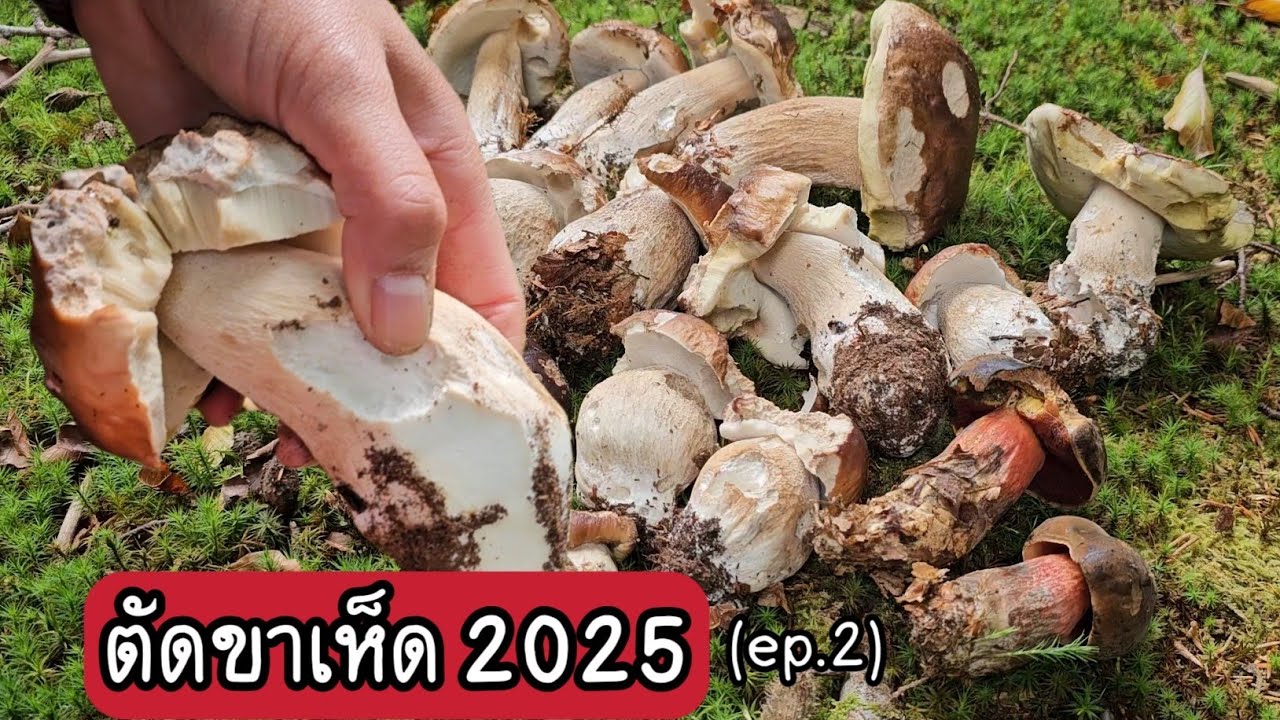 ตัดขาเห็ดผึ้งหวาน เห็ดผึ้งเลือด ( ep.2 ) ตัดขาเห็ดอวบๆฟังเสียงเพลินๆค่ะ  