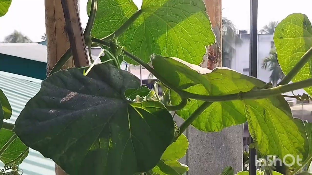 ছাদে লাউ গাছ। ১৫.০২.২০২৬