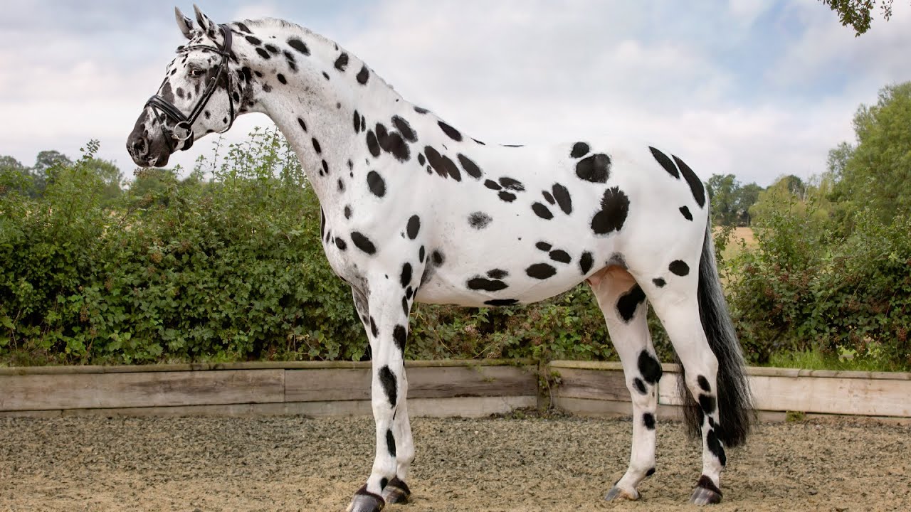 Knabstrupper Horses | Spot-On Elegance