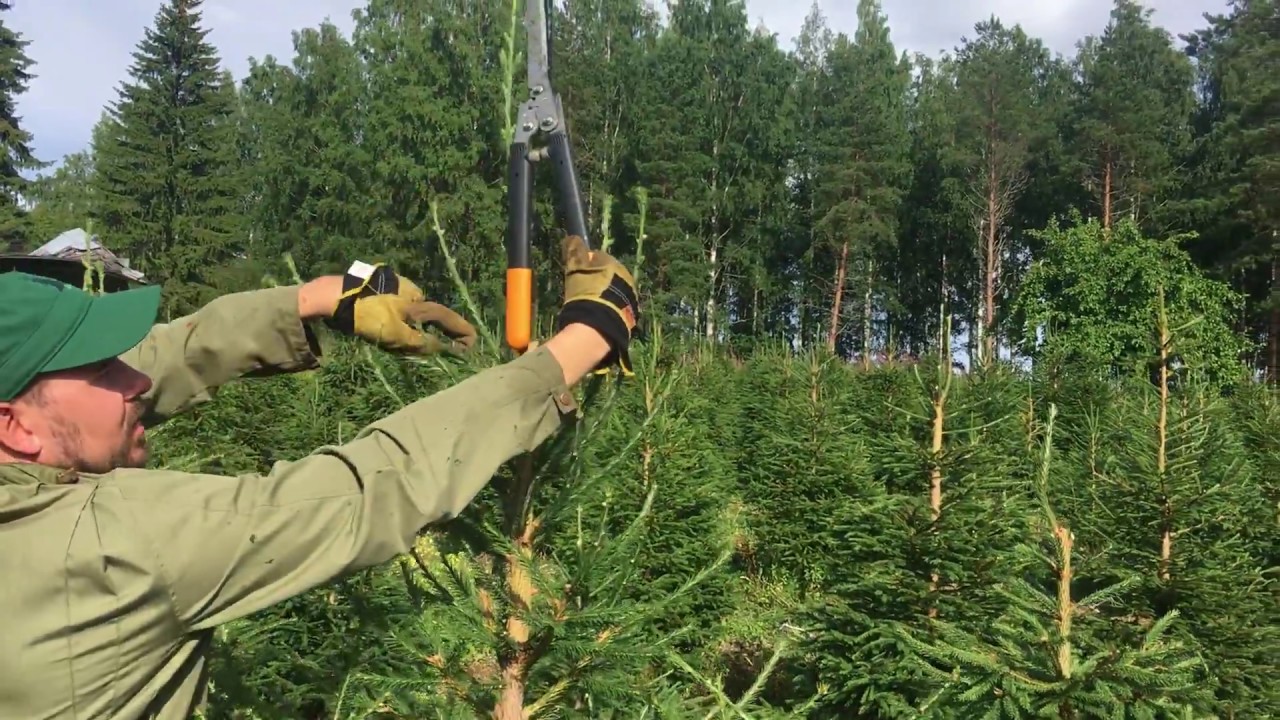 Kuusen leikkaus 1