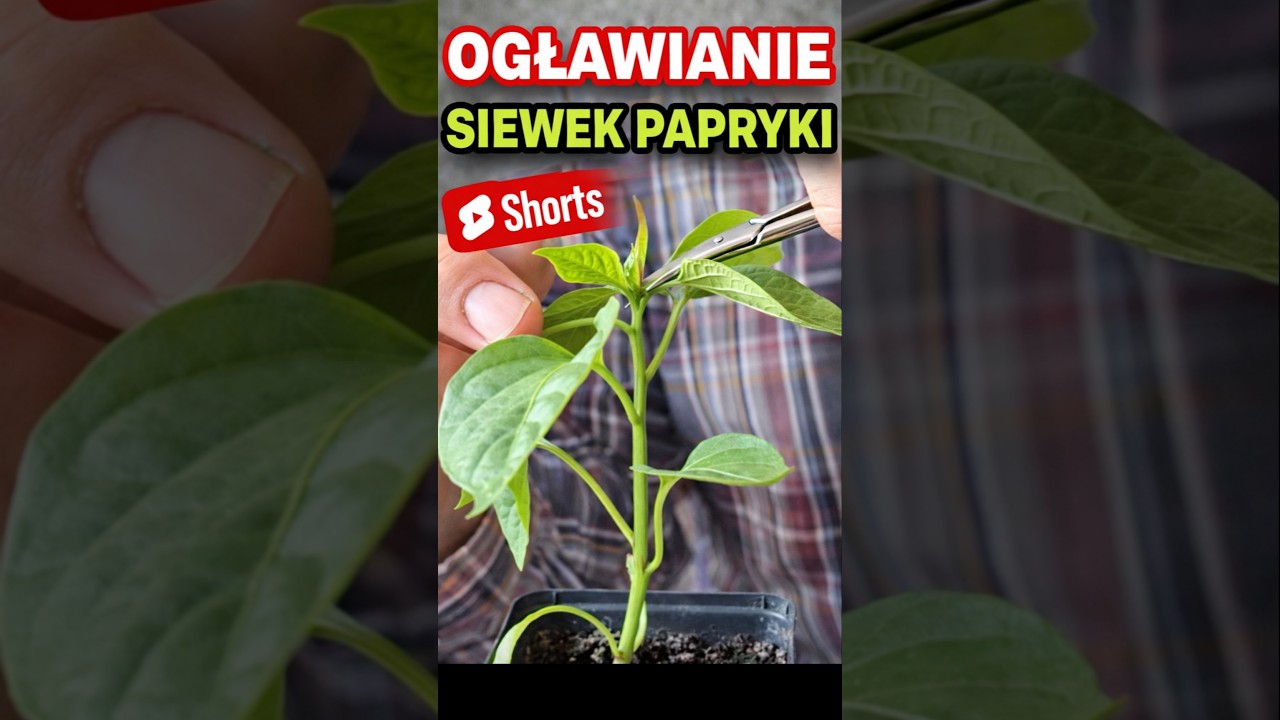 Ogławianie papryki 🌶️ = więcej plonu! Zr&oacute;b to TERAZ!