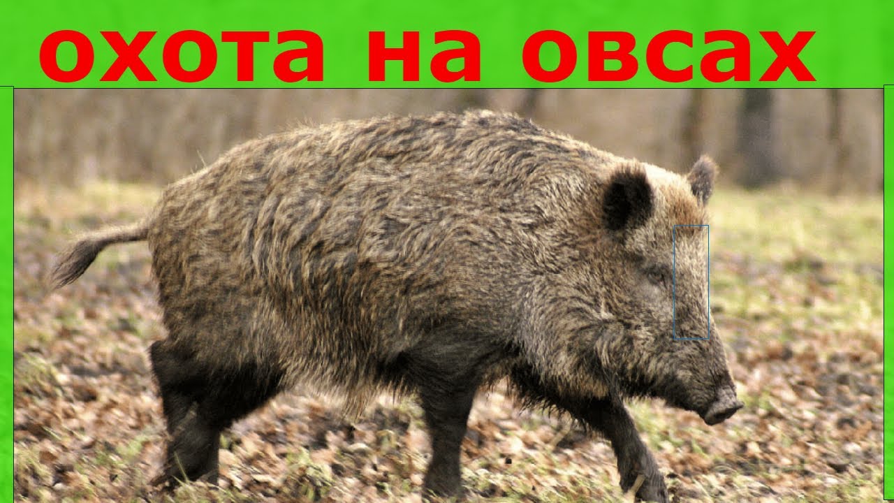Посевы полей 2020  Биотехния