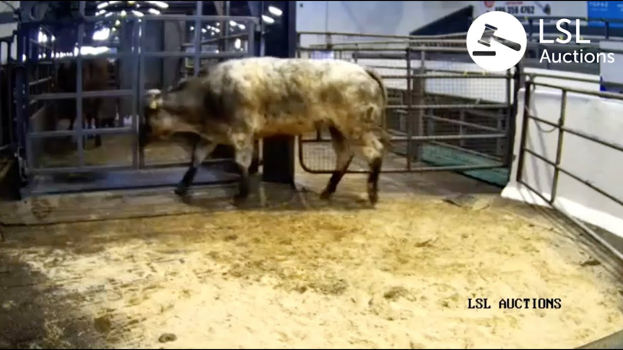 LSL Auctions - Big Belgian blue popular at Carnaross Mart. Sold for €2470 - LSLAuctions.com