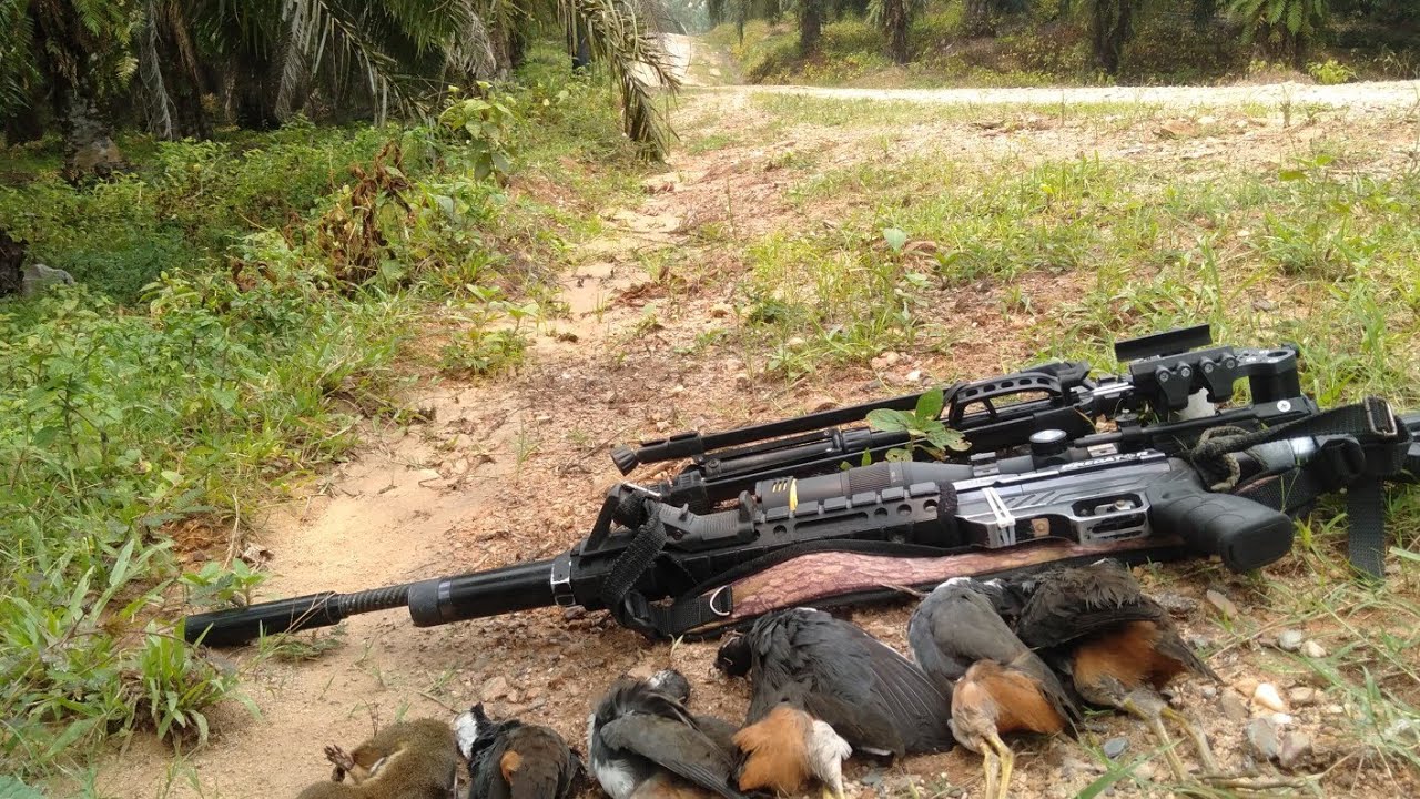 BERBURU COBA CARA INI BIASA NYA SUKA HILANG#trending #kalimantan #ruakruak #viral #hunting