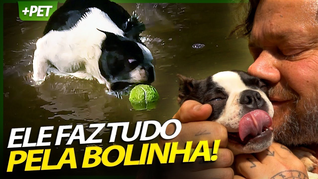 O INCANSÁVEL BOSTON TERRIER! | RICHARD RASMUSSEN