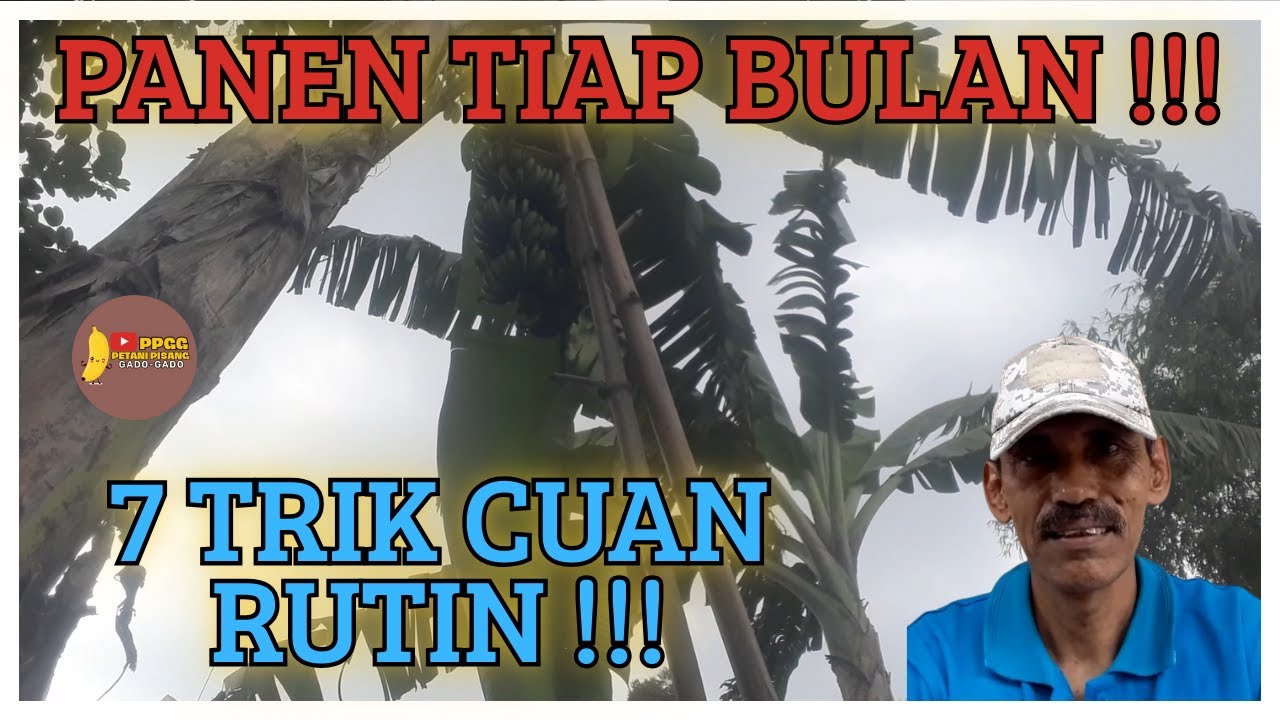 Sistem Panen Bertahap: Trik Dapat Cuan Tiap Bulan dari Pisang!