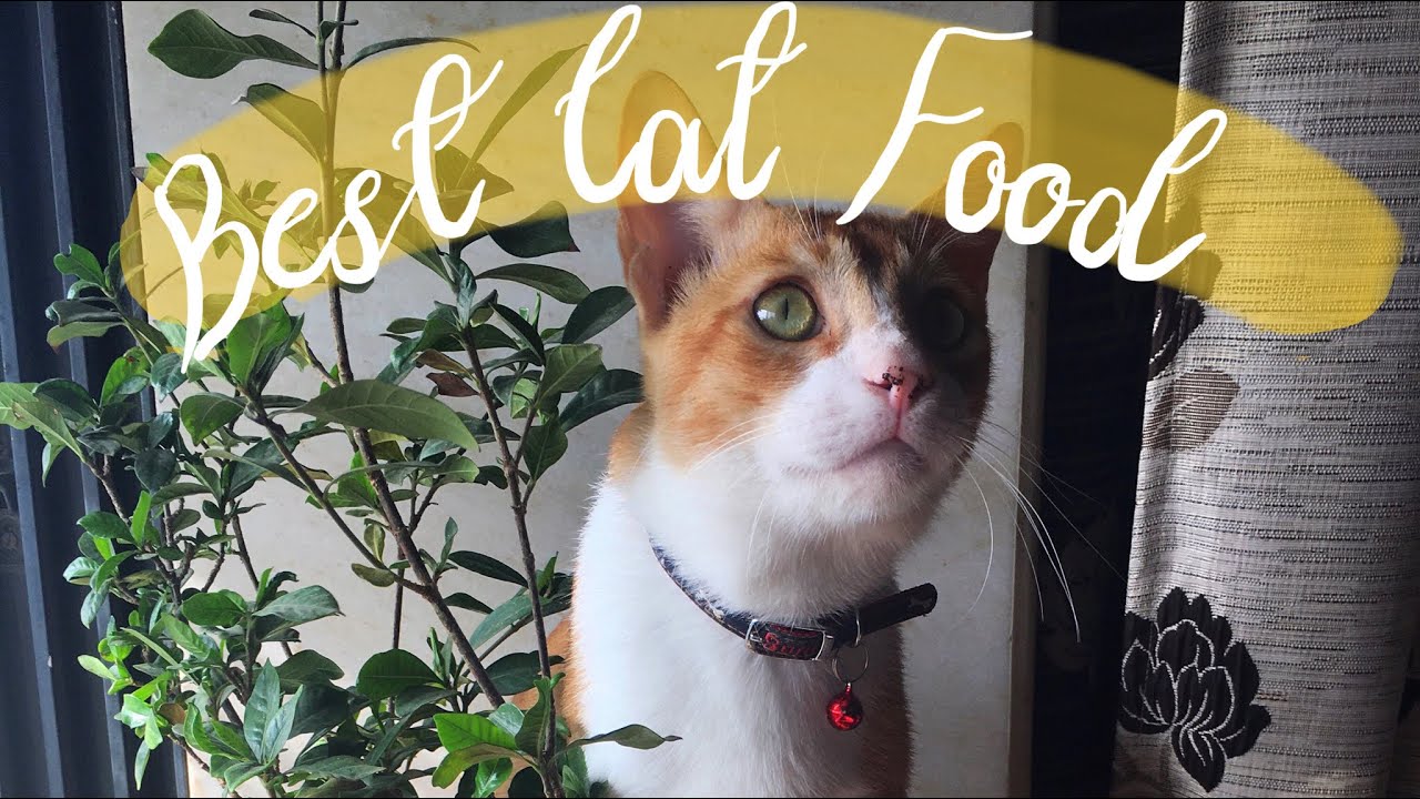 top 8 best cat/kitten food in India - cat nutrition