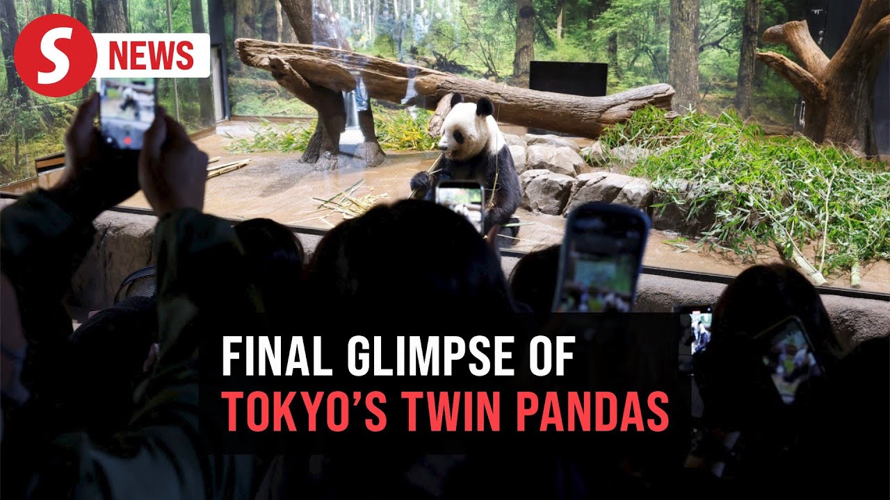 Panda fans flock to Tokyo zoo after Japan announces twins' end-of-era return to China