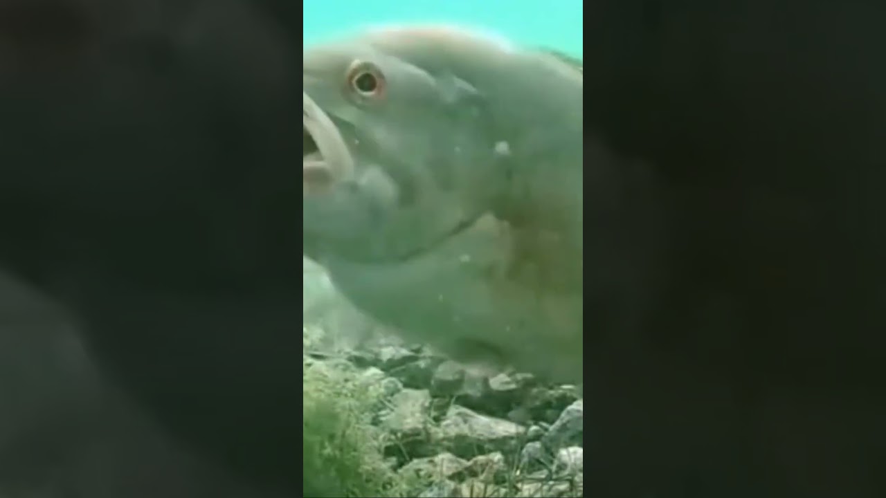 Bass Fishin 