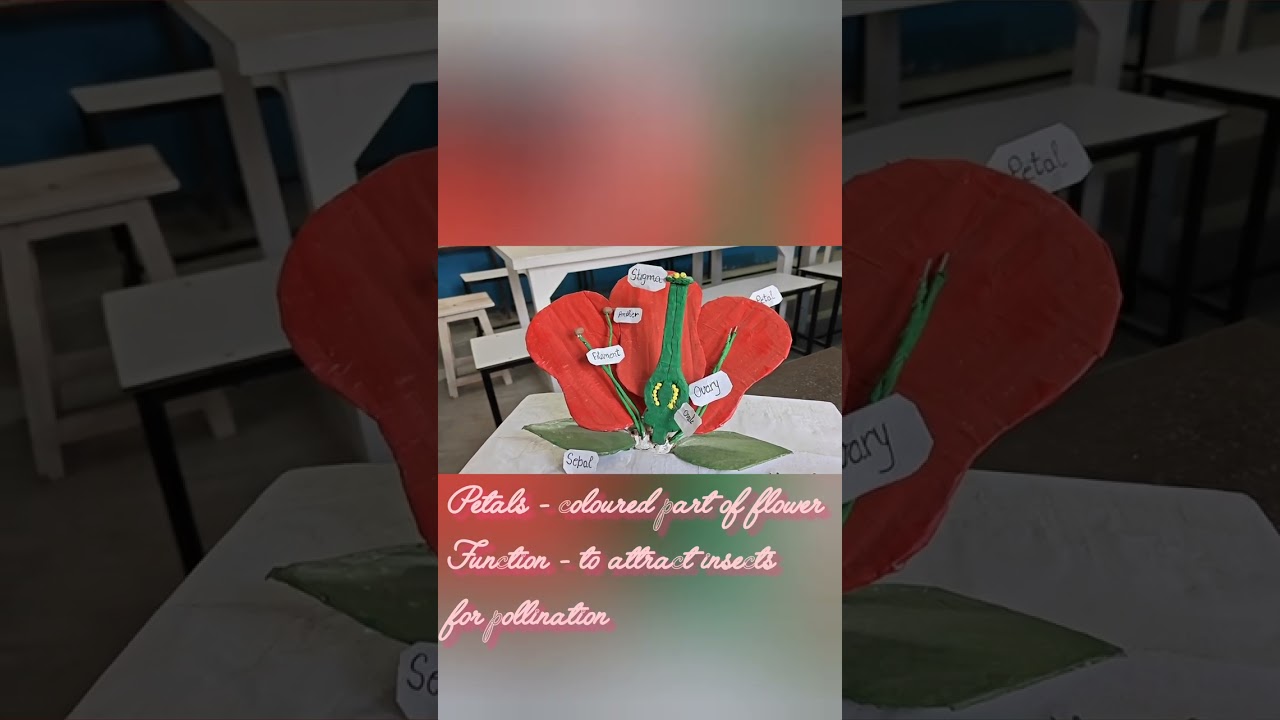 Sexual reproduction in flowering plants # revision #class 12#biology#neet # govt exams