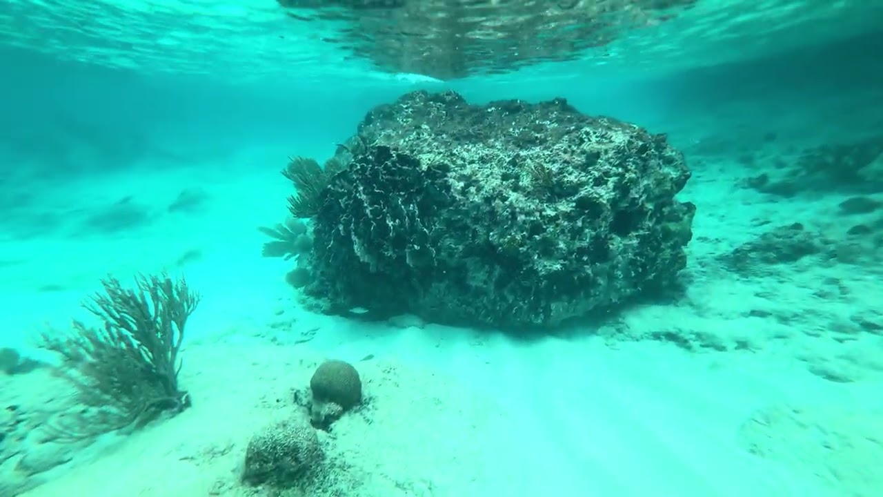 Mergulho de snorkel em curacao 10/01 /2026