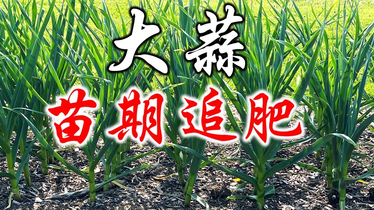 大蒜苗期追肥：什么时候追肥？用什么肥料？用量多少？