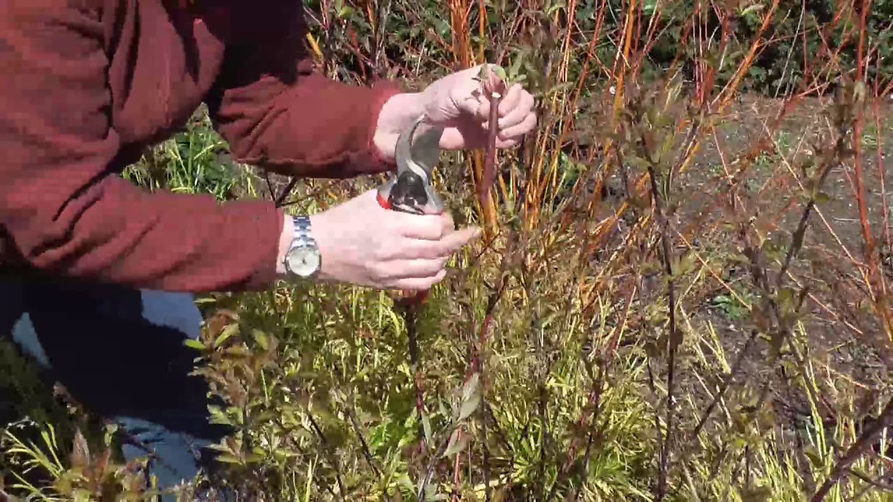 Pruning Cornus alba 'Kesselringii'
