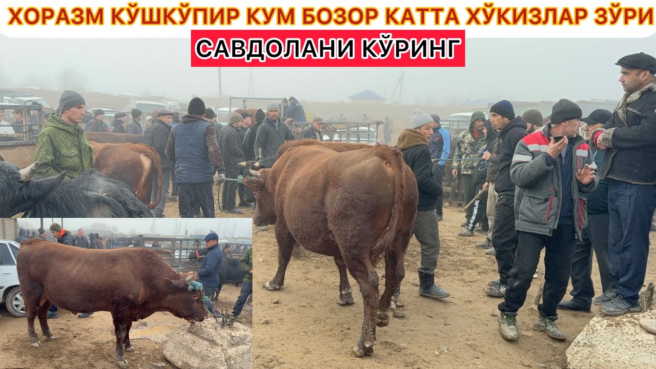  ХОРАЗМ КЎШКЎПИР КУМ БОЗОР КАТТА ХЎКИЗЛАР ЗЎРИ САВДОЛАНИ КЎРИНГ 20-февраль 2026 г.