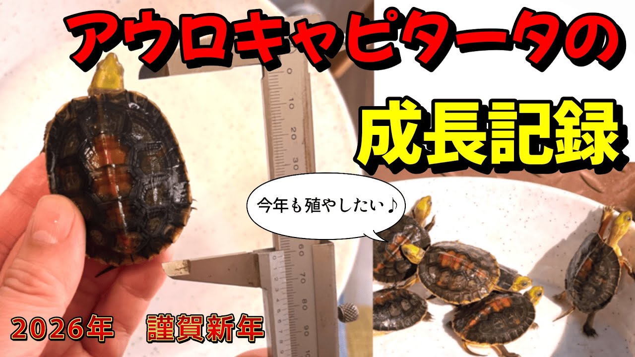 アウロキャピタータの成長【2026年：謹賀新年】