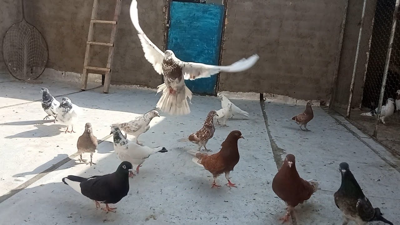 نمایشی از کبوترای تهرانی و دوتا جوجه تهرانی جدید و جواب چند تا سوال دوستان 